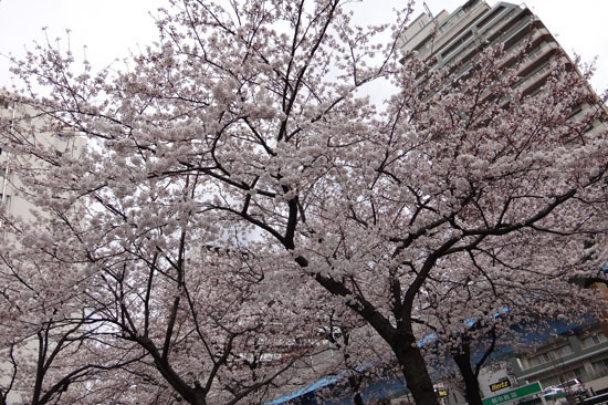 20120407_001.jpg