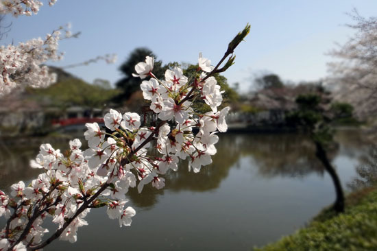 20120409_kamakura_006.jpg