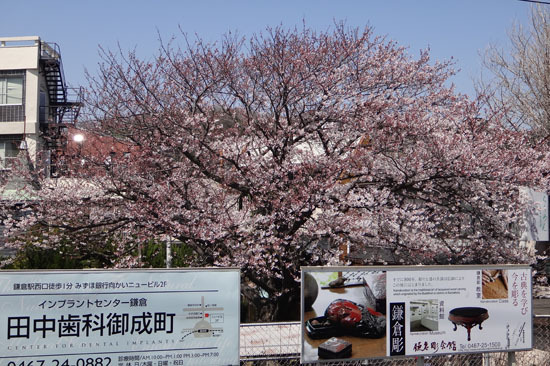 20120409_kamakura_009.jpg