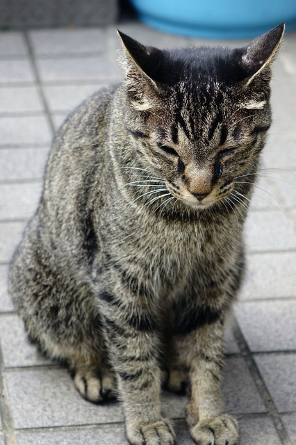 20140706_004.jpg