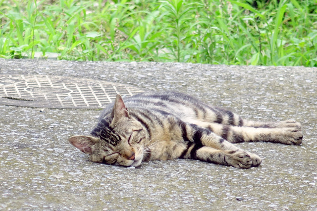 20140706_006.jpg