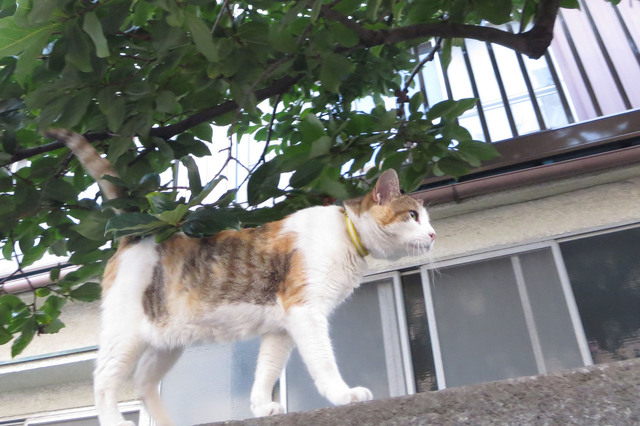 20140802_003.jpg