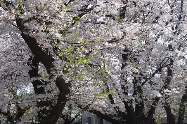 20160406_001.jpg