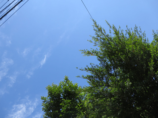 20170605_001.jpg
