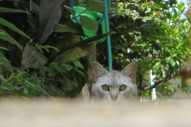20170717_001.jpg