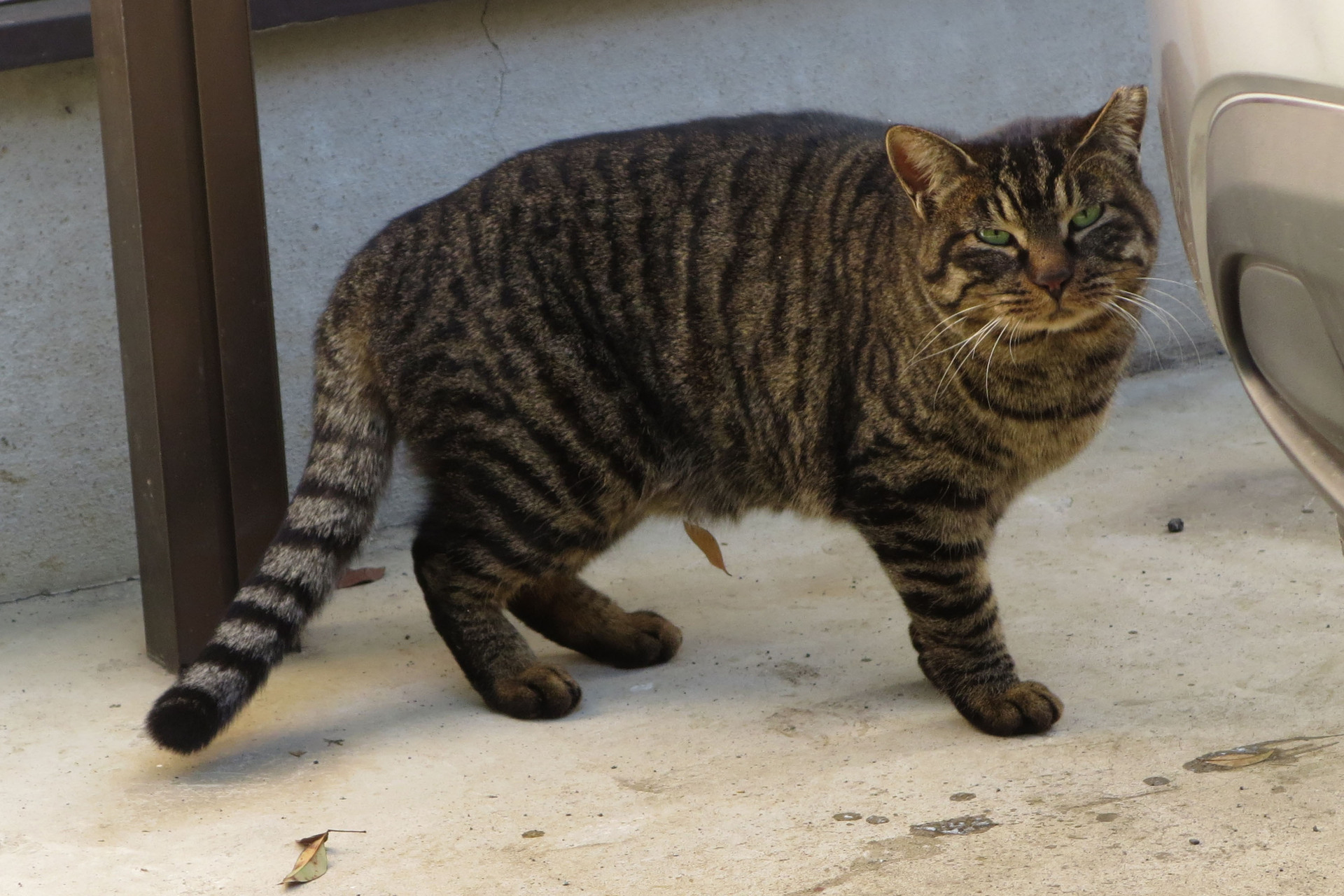 癒猫 その168／警戒心【Canon・PowerShot N】: Element of