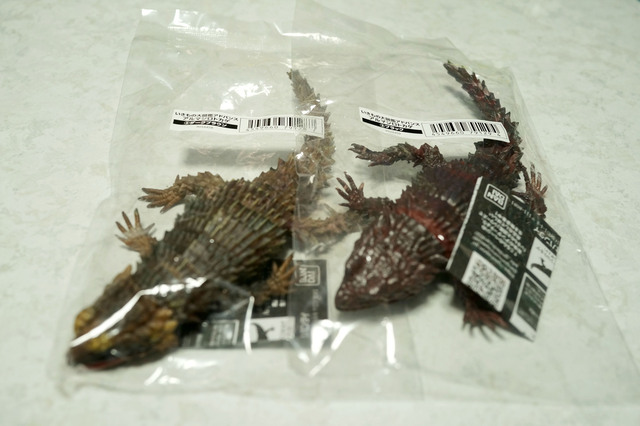 Armadillo_lizard_002.jpg