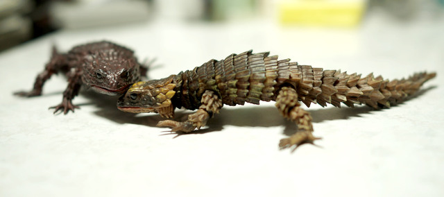 Armadillo_lizard_003.jpg