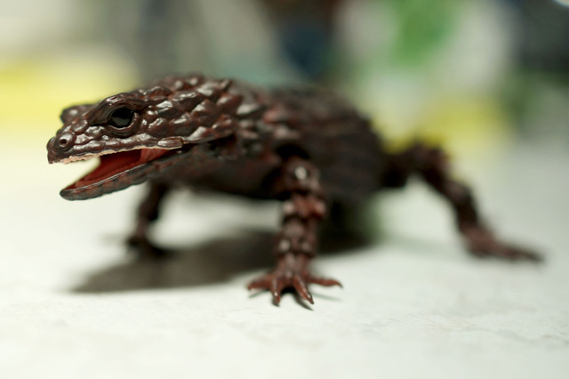 Armadillo_lizard_B_001.jpg