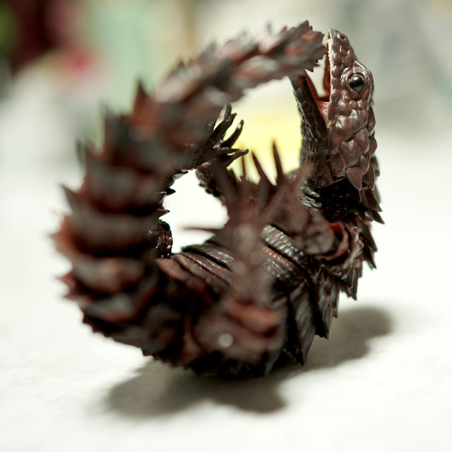 Armadillo_lizard_B_002.jpg