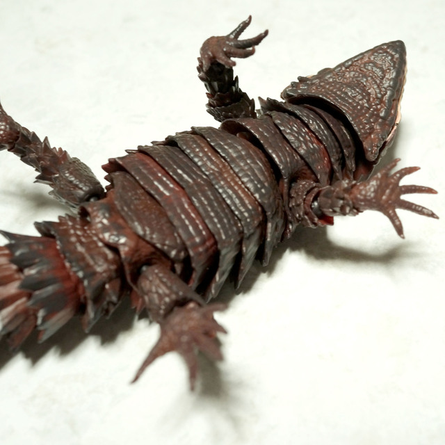 Armadillo_lizard_B_004.jpg