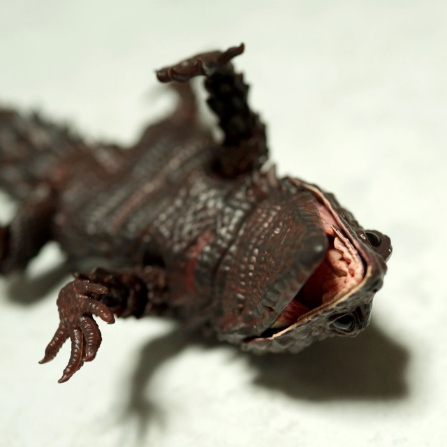 Armadillo_lizard_B_005.jpg