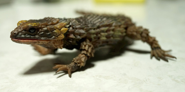 Armadillo_lizard_DB_001.jpg
