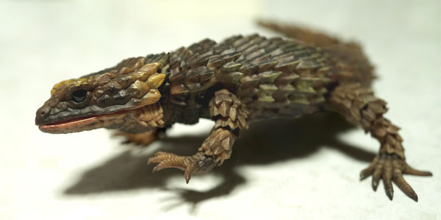 Armadillo_lizard_DB_002.jpg