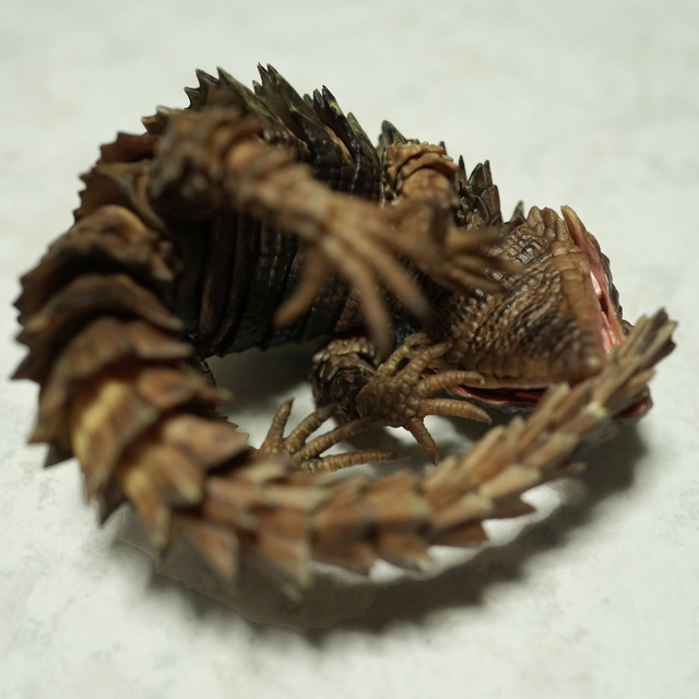 Armadillo_lizard_DB_003.jpg