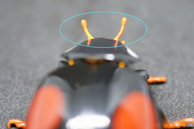 Ladybird_005.jpg