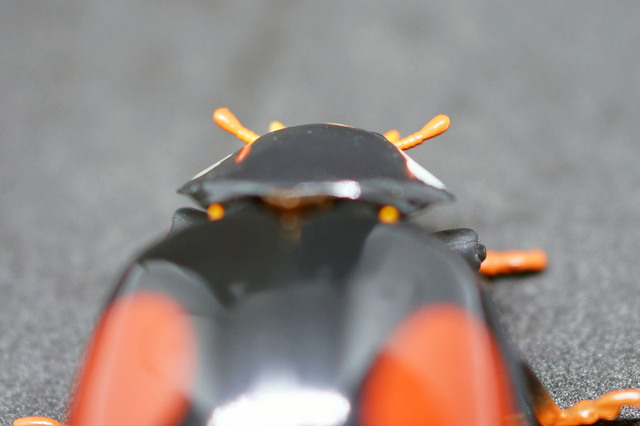 Ladybird_006.jpg