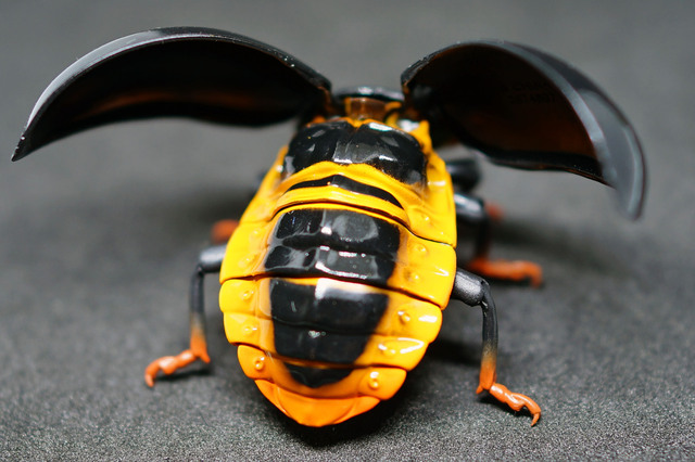 Ladybird_007.jpg