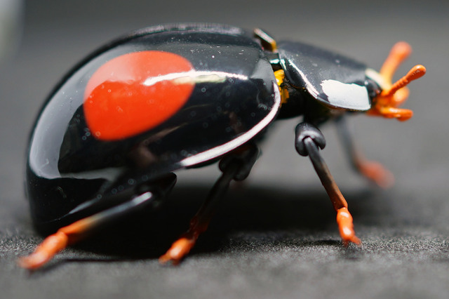 Ladybird_008.jpg