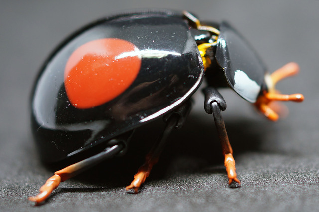 Ladybird_009.jpg