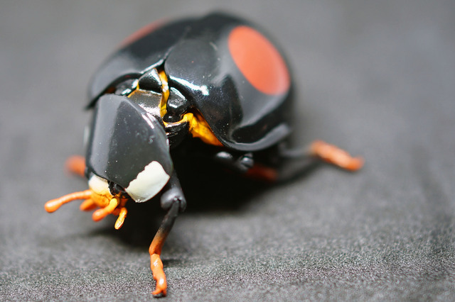 Ladybird_010.jpg