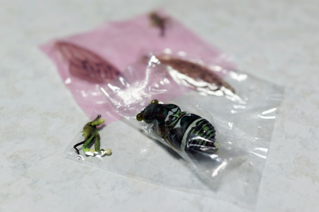 robust_cicada_002.jpg