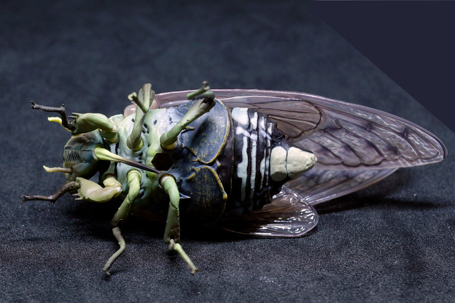 robust_cicada_004.jpg