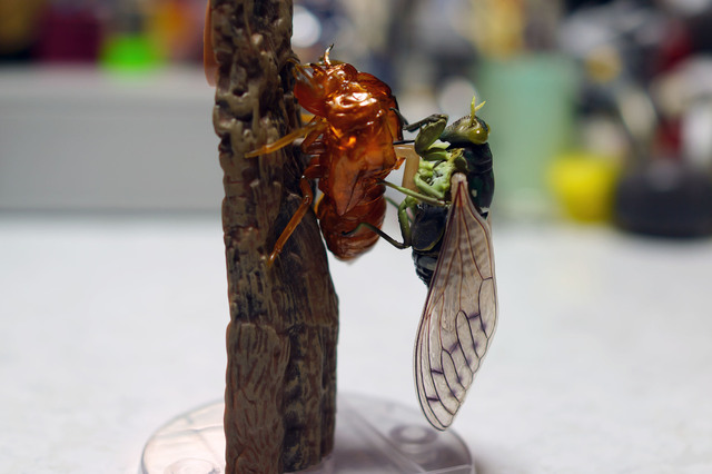 robust_cicada_008.jpg