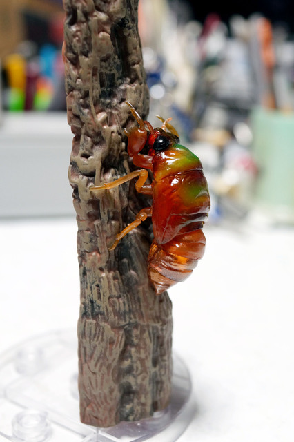 robust_cicada_larva_007.jpg