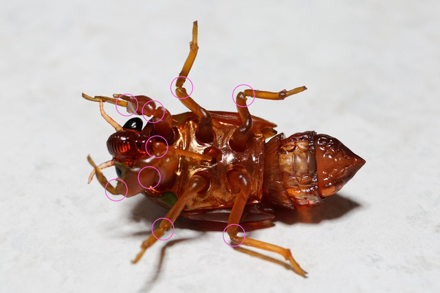robust_cicada_larva_009.jpg