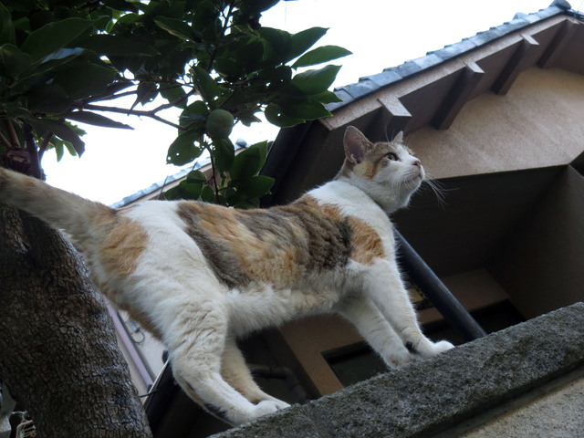 20140802_004.jpg