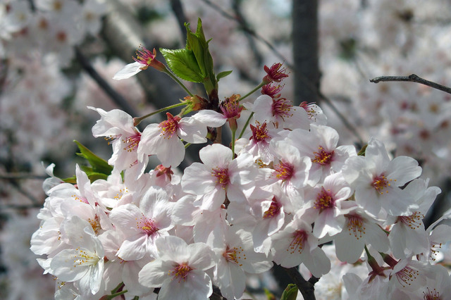 20160406_004.jpg