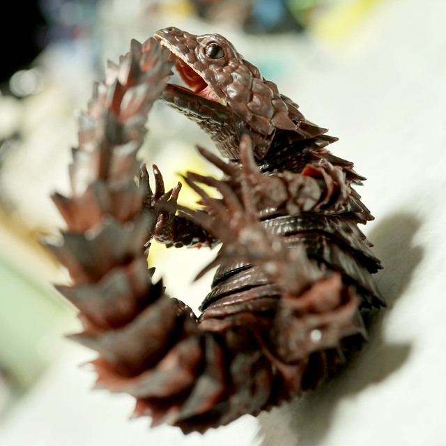 Armadillo_lizard_B_003.jpg