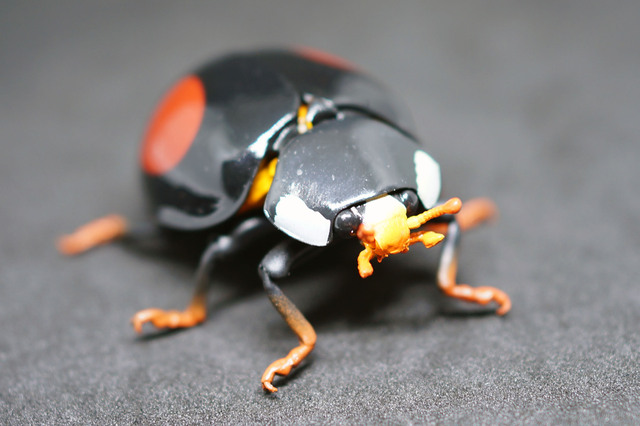Ladybird_001.jpg
