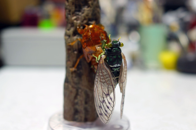 robust_cicada_009.jpg