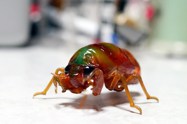robust_cicada_larva_004.jpg